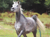 Beautiful Arabians !
