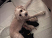 Cavapoo x cockapoo 7 gorgeous pups looking for forever home
