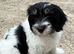 Polish Lowland Sheepdog