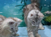 Exceptional TICA Registered Maine Coon Polydactyl Boys- NEUTERED