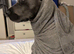 Female cane corso