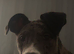 8 month old puppy