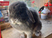 Female Blue otter lop