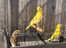 2025 hens canary&rsquo;s