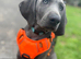 KC Weimaraner Girl - Ready for Her Forever Home
