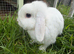 White Male Mini Lop