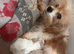 Cavapoo Puppies for sale