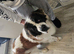 Saint Bernard.