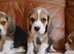 Stunning Health Tested Beagle Puppies