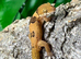 Yakhuna Geckos at Birmingham Reptiles