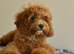 Maltipoo puppy boy