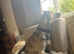 Turkish kangal x 10mth puppy