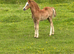 A real top class section A colt foal