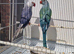 Indian Ringneck pair