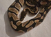 OD DH Sunset Clown 50% Het Pied