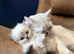 Outstanding British Longhair