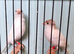 6 Rylander canary