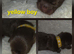 Imperial Shih Tzu Puppies