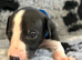 Beautiful Black & White Whippet Puppy – Last Little Boy Available