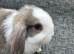 Mini lops for sale