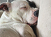 Female american bulldog