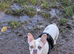 Puppy 5 months fawn pie Frenchie