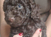 **READY NOW**Stunning 5th generation pedigree miniature poodles