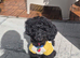 6 months black male Toy poddle