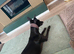 3 year old Whippet