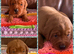Beautiful Moghany Red Females Available