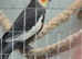 Grey male cockatiel