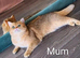 Beautiful fluffy teddy Golden and Silver pointed British Shorthair kittens