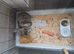 Female lop rabbit + cage + food