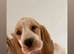Beagle x puppies