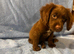 Beautiful cocker spaniel puppies