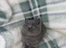 Beautiful British shorthairs