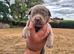Silver Labrador for stud only