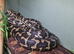 Adult Female jungle carpet python