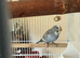 Young friendly cock budgerigar