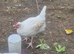 Barn mix rooster