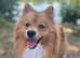Beautiful Pomeranian STUD