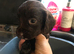 Kc cocker spaniel puppies