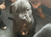 Staffy puppies