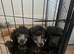 SILVER TOY POODLE PUPPIES