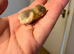 Day old button / Chinese painted quail chicks for sale in Weston super mare