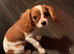 King Charles spaniel