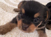 Yorkie x Pomeranian