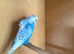 Breeding pair Budgies