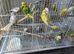 Job lot of budgies for sale