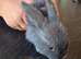 Baby rabbits